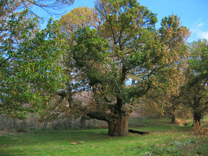 images/Afbeelding 103.jpg